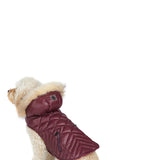 Zola Jacket for Dogs w/Faux Fur Trim