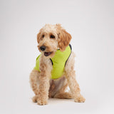 Derby Sporty Jacket for Dogs